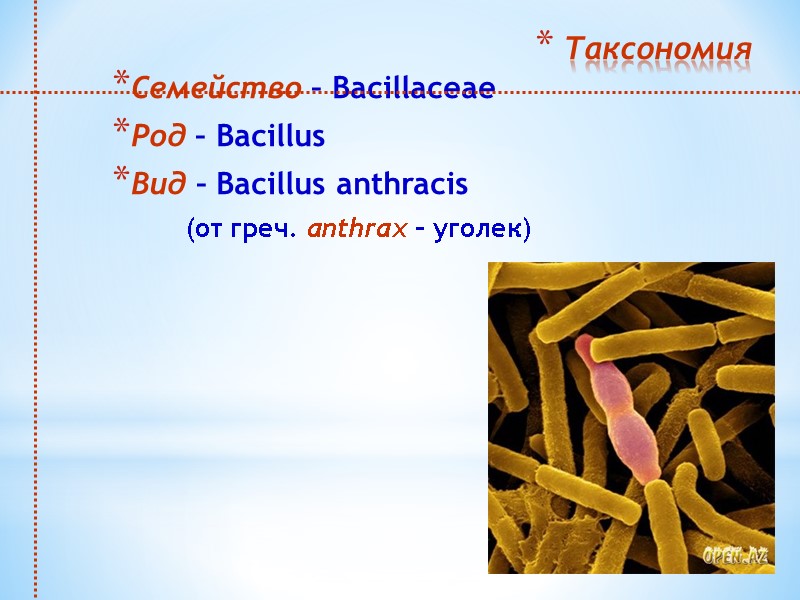 Таксономия Семейство – Bacillaceae Род – Bacillus Вид – Bacillus anthracis   